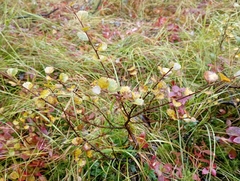 Betula nana