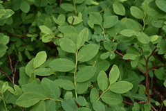 Vaccinium ovalifolium