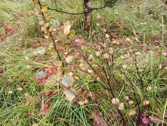 Betula nana