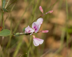 Lespedeza procumbens