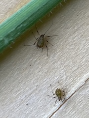 Macrosiphum