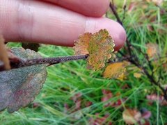 Betula nana