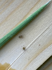 Macrosiphum