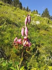Lilium martagon