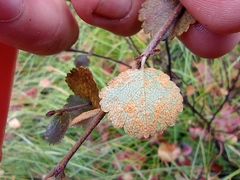 Betula nana