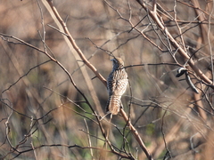 Campylorhynchus yucatanicus