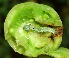 Helicoverpa armigera