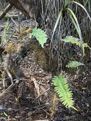 Polypodium pellucidum