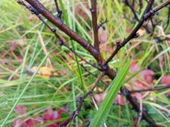 Betula nana