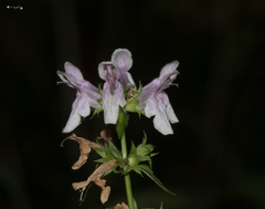 Stachys tenuifolia