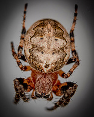 Araneidae