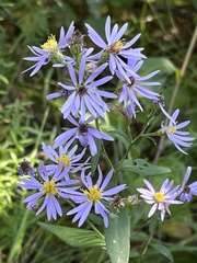 Symphyotrichum ciliolatum