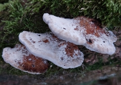 Daedaleopsis confragosa