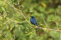 Lamprotornis chalcurus