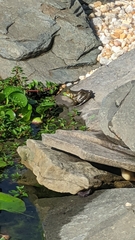 Lithobates clamitans