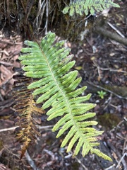 Polypodium pellucidum