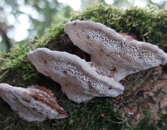 Daedaleopsis confragosa