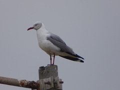 Chroicocephalus cirrocephalus poiocephalus