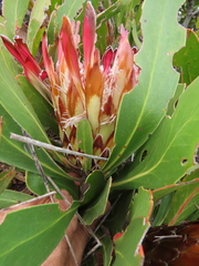 Protea obtusifolia