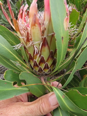 Protea obtusifolia
