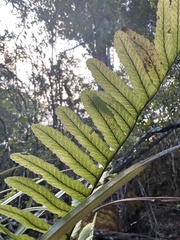 Polypodium pellucidum