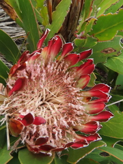 Protea obtusifolia