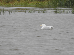 Larus argentatus × hyperboreus