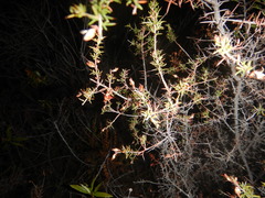 Genista triacanthos
