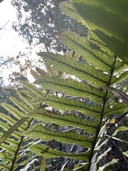 Polypodium pellucidum