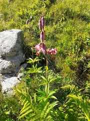Lilium martagon