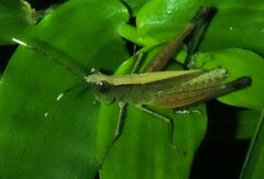 Phlaeoba antennata