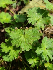 Geranium pyrenaicum