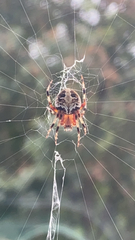 Neoscona domiciliorum