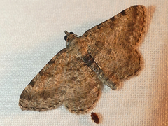 Digrammia gnophosaria