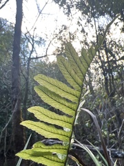 Polypodium pellucidum