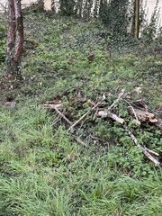 Prunella modularis occidentalis