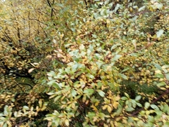 Salix