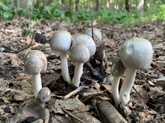 Amanita submaculata