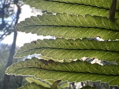 Polypodium pellucidum