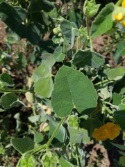 Allowissadula lozanoi