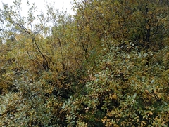 Salix