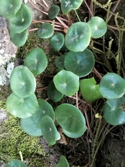 Peperomia rotundifolia