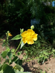 Allowissadula lozanoi