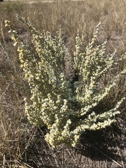 Artemisia frigida