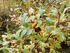 Salix