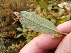 Salix