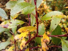 Salix