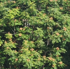 Ailanthus altissima