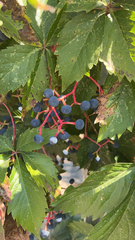 Parthenocissus inserta