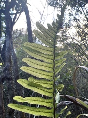 Polypodium pellucidum